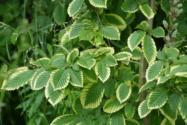 Twig Forest Hornbeam Tree Carpinus Green Wet Leaves Blurred Background — Stock Photo, Image