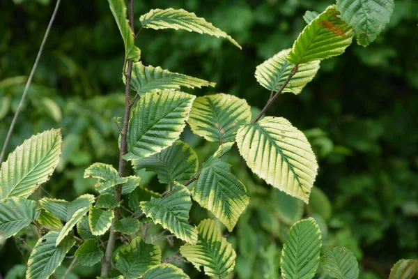 Brindille Charme Forestier Carpinus Aux Feuilles Vertes Humides Fond Flou — Photo