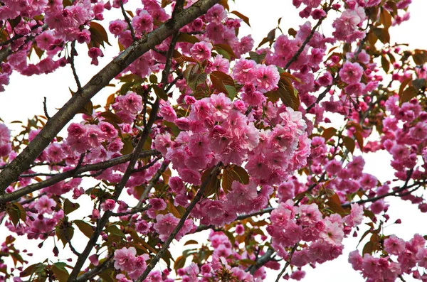 Prunus glandulosa dalları açan pembe cüce bademler..