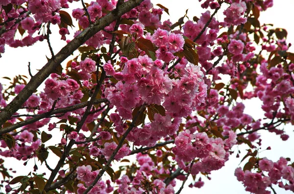Prunus glandulosa dalları açan pembe cüce bademler..