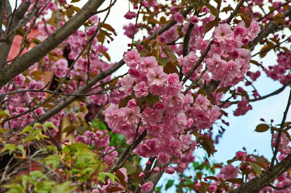 Prunus glandulosa dalları açan pembe cüce bademler..