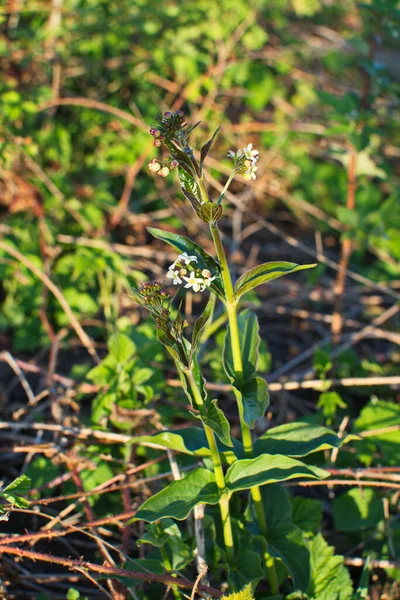 Primavera Vincetoxicum Hirundinaria Florece Naturaleza Bosque — Foto de Stock