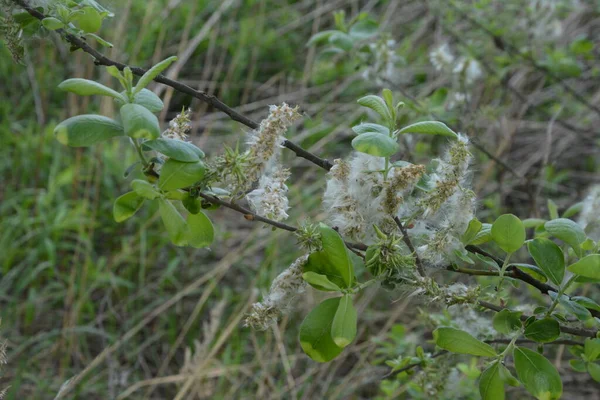 Des Peluches Saule Sur Les Branches Graines Peuplier Pelucheuses Mise — Photo