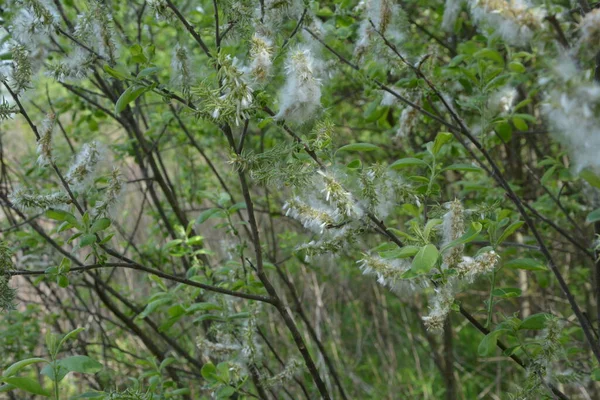 柳枝上的绒毛 蓬松的杨树种子 有选择的软焦点 从树枝上飞出的白色绒毛引起季节性过敏 — 图库照片