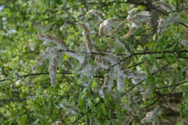 Weidenflaum Auf Ästen Flauschige Pappelsamen Selektiver Weicher Fokus Weißer Flaum — Stockfoto