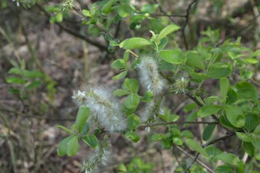 Dallarda söğüt kabuğu. Yumuşak kavak tohumları. Seçici yumuşak odaklanma. Ağaç dallarından süzülen beyaz tüyler mevsimsel alerjilere neden olur.