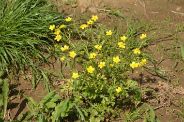Yeşil çim arka planda sarı çiçek dalları. Ranunculus acris, çayırçiçeği, uzun düğün çiçeği, sıradan düğün çiçeği, dev düğün çiçeği