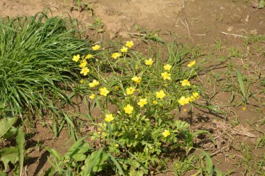 Yeşil çim arka planda sarı çiçek dalları. Ranunculus acris, çayırçiçeği, uzun düğün çiçeği, sıradan düğün çiçeği, dev düğün çiçeği