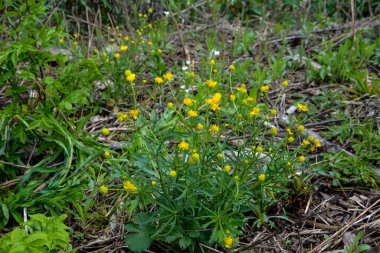 Yeşil çim arka planda sarı çiçek dalları. Ranunculus acris, çayırçiçeği, uzun düğün çiçeği, sıradan düğün çiçeği, dev düğün çiçeği