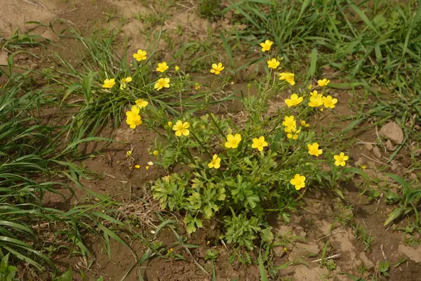 Rama Flores Amarillas Sobre Fondo Hierba Verde Ranunculus Acris Buttercup —  Fotos de Stock