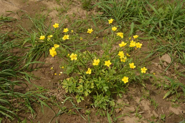 Rama Flores Amarillas Sobre Fondo Hierba Verde Ranunculus Acris Buttercup —  Fotos de Stock