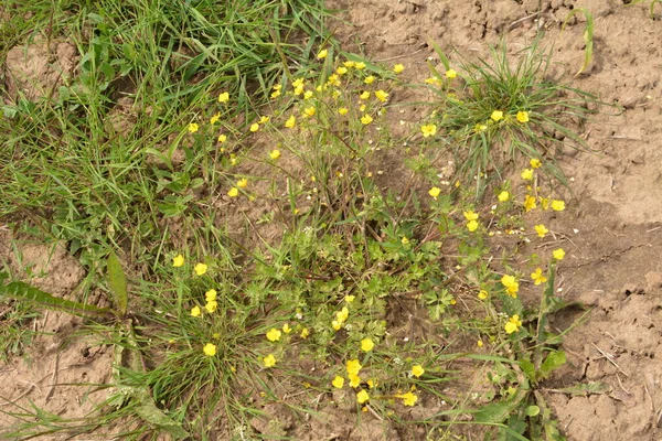 Yeşil Çim Arka Planda Sarı Çiçek Dalları Ranunculus Acris Çayırçiçeği — Stok fotoğraf