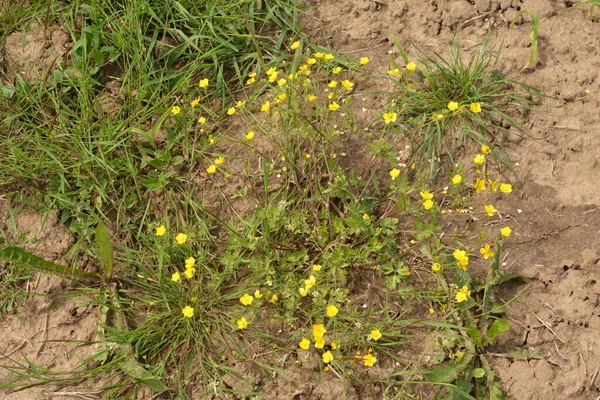 Yeşil Çim Arka Planda Sarı Çiçek Dalları Ranunculus Acris Çayırçiçeği — Stok fotoğraf