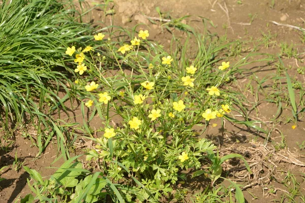 Yeşil Çim Arka Planda Sarı Çiçek Dalları Ranunculus Acris Çayırçiçeği — Stok fotoğraf