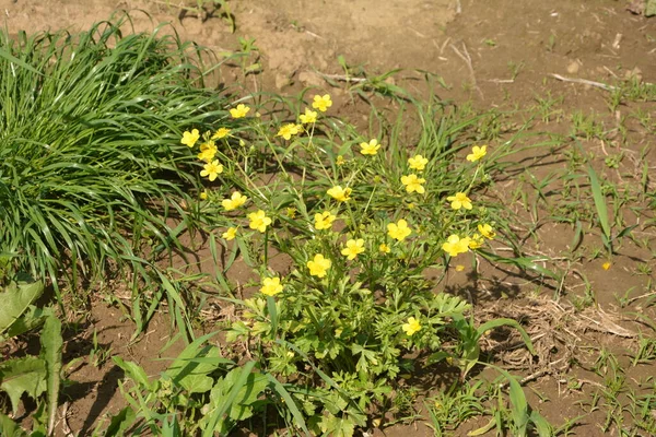 Gele Bloemen Tak Groen Gras Achtergrond Ranunculus Acris Weideboterbloem Lange — Stockfoto