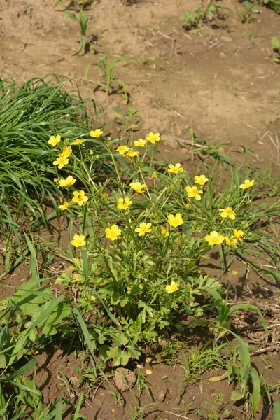 Yellow Flowers Branch Green Grass Background Ranunculus Acris Meadow Buttercup — Stock Photo, Image