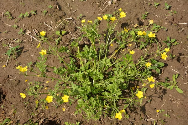 Yellow Flowers Branch Green Grass Background Ranunculus Acris Meadow Buttercup — Stock Photo, Image