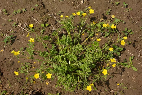 Yellow Flowers Branch Green Grass Background Ranunculus Acris Meadow Buttercup — Stock Photo, Image