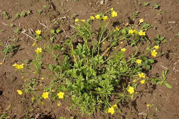 Yeşil Çim Arka Planda Sarı Çiçek Dalları Ranunculus Acris Çayırçiçeği — Stok fotoğraf