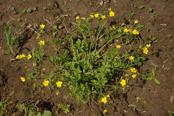 Rama Flores Amarillas Sobre Fondo Hierba Verde Ranunculus Acris Buttercup —  Fotos de Stock