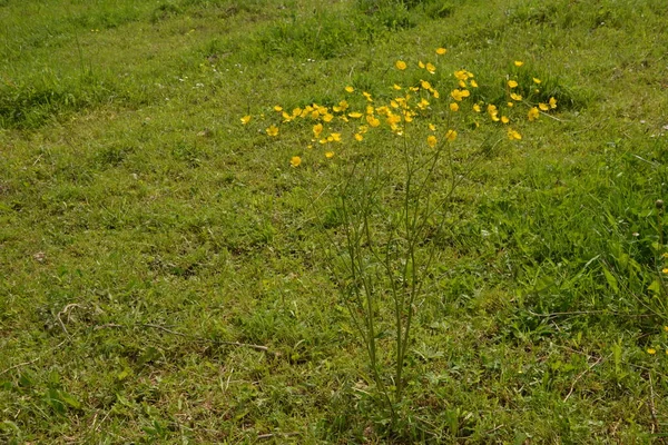 黄花分枝在绿草的背景上 仙人掌 草地蝴蝶 高大的蝴蝶 普通的蝴蝶 巨大的蝴蝶 — 图库照片