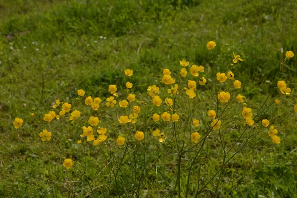 Žluté Květy Větev Zeleném Trávníku Pozadí Ranunkulus Acris Louka Máslová — Stock fotografie