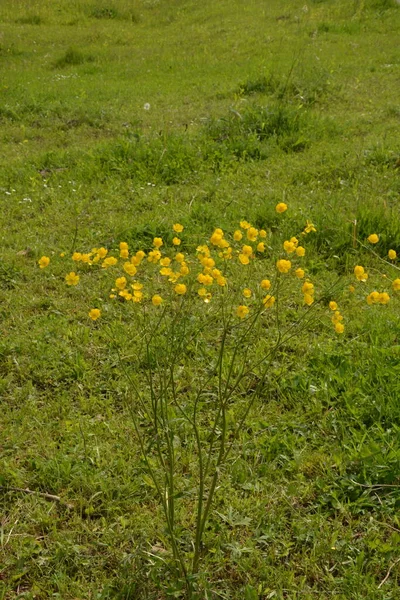 Rama Flores Amarillas Sobre Fondo Hierba Verde Ranunculus Acris Buttercup — Foto de Stock
