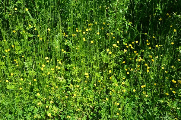 Κίτρινο Κλαδί Λουλουδιών Πράσινο Φόντο Γρασίδι Ranunculus Acris Λιβάδι Νεραγκούλα — Φωτογραφία Αρχείου