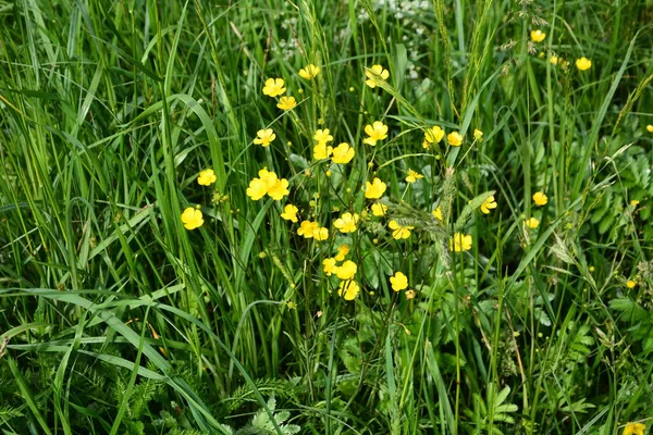 Yeşil Çim Arka Planda Sarı Çiçek Dalları Ranunculus Acris Çayırçiçeği — Stok fotoğraf