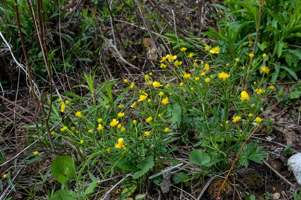 Sárga Virágok Zöld Háttér Ranunculus Acris Rét Boglárka Magas Boglárka — Stock Fotó