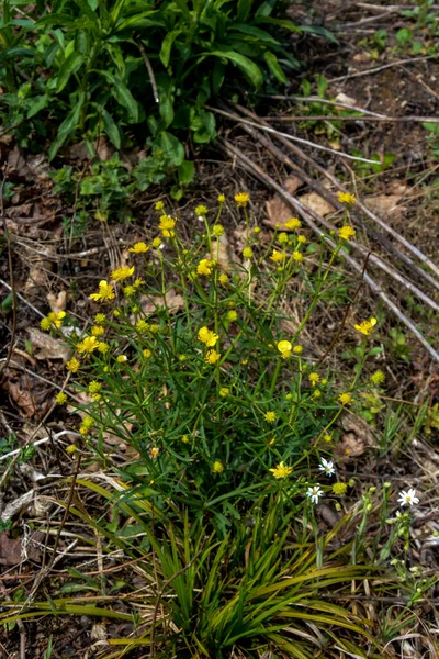 Ramo Flores Amarelas Fundo Grama Verde Ranunculus Acris Manteiga Prado — Fotografia de Stock