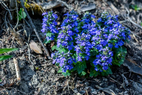 青花緑色の背景にアジュガ属の花を咲かせます アジュガ属 Ajuga Genevensis ヨーロッパに自生する花の植物で 直立した雄牛 青い雄牛 ジュネーブ ブグルウィード 青い雌牛などとも呼ばれます — ストック写真