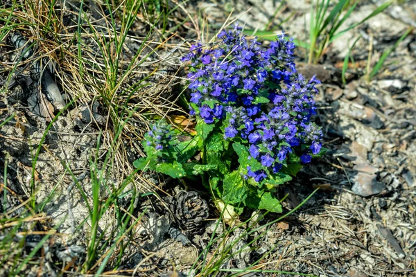 青花緑色の背景にアジュガ属の花を咲かせます アジュガ属 Ajuga Genevensis ヨーロッパに自生する花の植物で 直立した雄牛 青い雄牛 ジュネーブ ブグルウィード 青い雌牛などとも呼ばれます — ストック写真