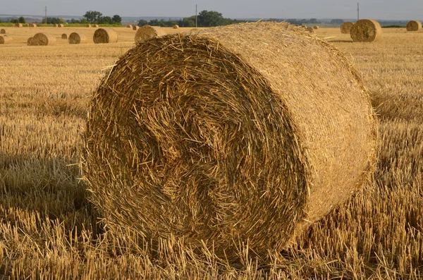 Campo Cebada Cosechada Con Paja Embalada Grandes Fardos Redondos —  Fotos de Stock