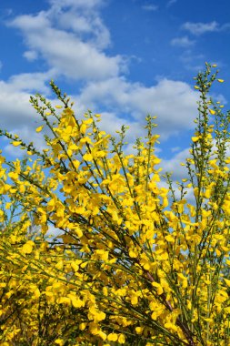 Cytisus Scoparius 'un çiçek açan sarı çiçekleri, yaygın süpürge ya da İskoç süpürgesi, Syn' in dalını kapatın. Sarothamnus Scoparius. Nisan ayında çiçek açan süpürge, Cytisus scoparius.