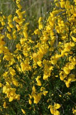 Cytisus Scoparius 'un çiçek açan sarı çiçekleri, yaygın süpürge ya da İskoç süpürgesi, Syn' in dalını kapatın. Sarothamnus Scoparius. Nisan ayında çiçek açan süpürge, Cytisus scoparius.