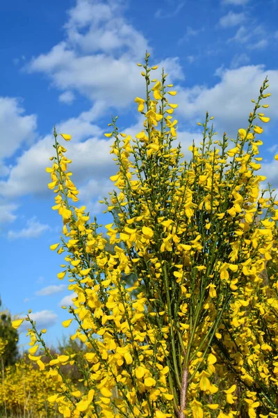 Close Branch Blooming Yellow Flowers Cytisus Scoparius Common Broom Scotch — Stock Photo, Image