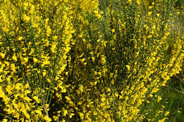 Close Ramo Flores Amarelas Florescentes Cytisus Scoparius Vassoura Comum Escocês — Fotografia de Stock