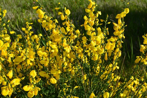 Gros Plan Branche Des Fleurs Jaunes Florissantes Cytisus Scoparius Balai — Photo