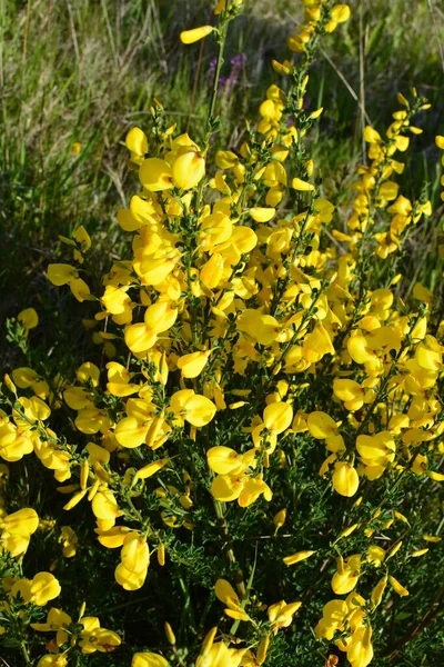 Close Van Tak Van Bloeiende Gele Bloemen Van Cytisus Scoparius — Stockfoto