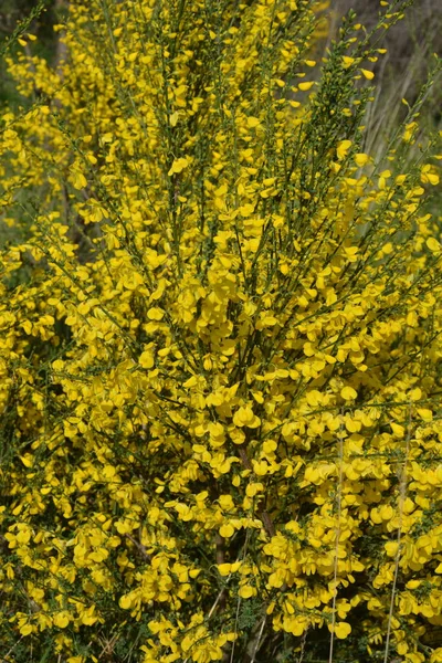 Közelről Cytisus Scoparius Közönséges Seprű Vagy Skót Seprű Virágzó Sárga — Stock Fotó