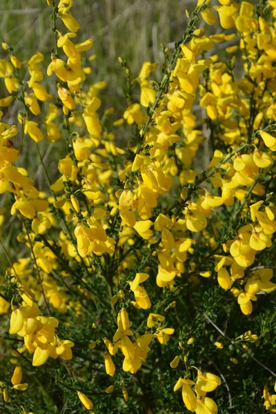 Cytisus Scoparius 'un çiçek açan sarı çiçekleri, yaygın süpürge ya da İskoç süpürgesi, Syn' in dalını kapatın. Sarothamnus Scoparius. Nisan ayında çiçek açan süpürge, Cytisus scoparius.