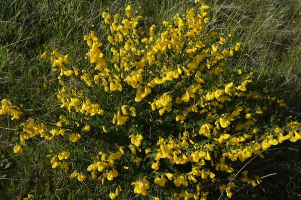 Közelről Cytisus Scoparius Közönséges Seprű Vagy Skót Seprű Virágzó Sárga — Stock Fotó