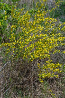 Doğal arka planda çiçekli dal (Chamaecytisus ruthenicus). Rus Süpürgesi (Chamaecytisus ruthenicus) bahçede. Çiçek açan bitki resminin seçici odağı.