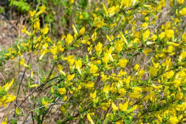 Ramo Florido Chamaecytisus Ruthenicus Sobre Fundo Natural Vassoura Russa Chamaecytisus — Fotografia de Stock