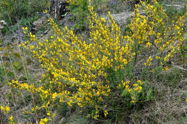 Rama Floreciente Chamaecytisus Ruthenicus Sobre Fondo Natural Escoba Rusa Chamaecytisus —  Fotos de Stock