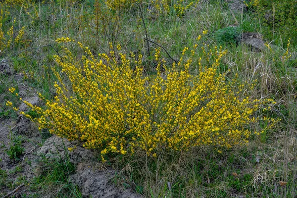 Rama Floreciente Chamaecytisus Ruthenicus Sobre Fondo Natural Escoba Rusa Chamaecytisus —  Fotos de Stock