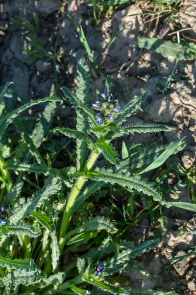 Anchusa Lycopsis Arvensis Bugloss Tongue Bloom Blue Flower Wild Plant — Stock Photo, Image