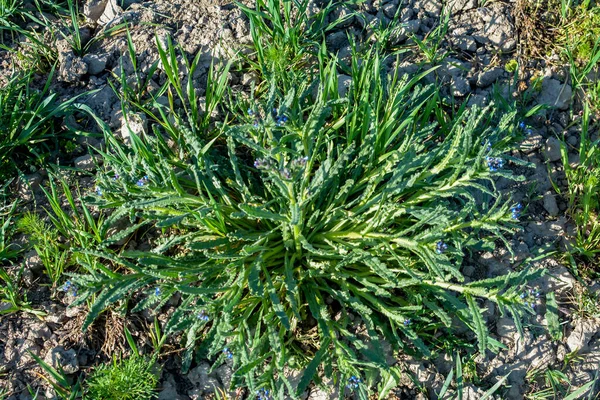 Anchusa Lycopsis Arvensis 花には虫除け 舌オックスがあります 野生植物の青い花小さな虫の損失 — ストック写真