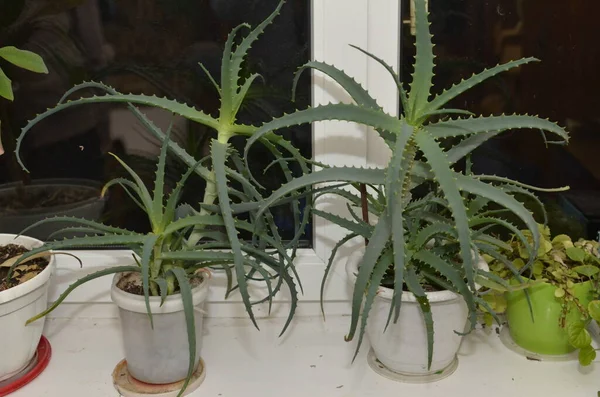 Candelabra Aloe Aloe Arborescens Adalah Spesies Tanaman Perennial Berbunga Yang — Stok Foto